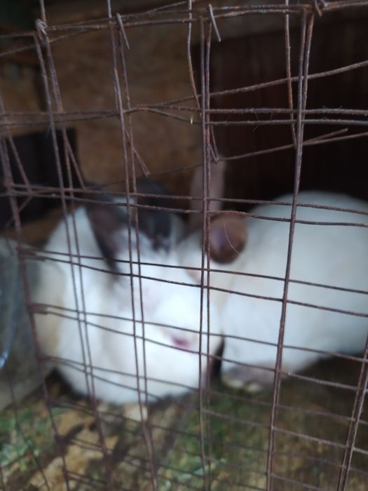 Продам кроликов.