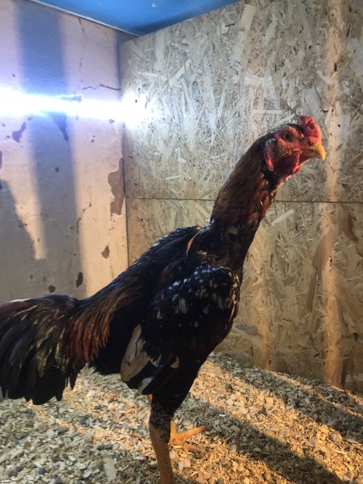 Дакан бойцовый петух