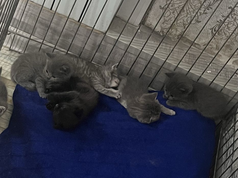 Котята скоттиш страйт