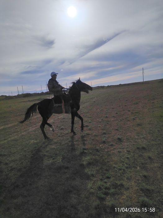 Донен айғыр сатылады