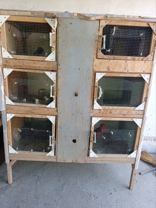 Товук Кате сотилади