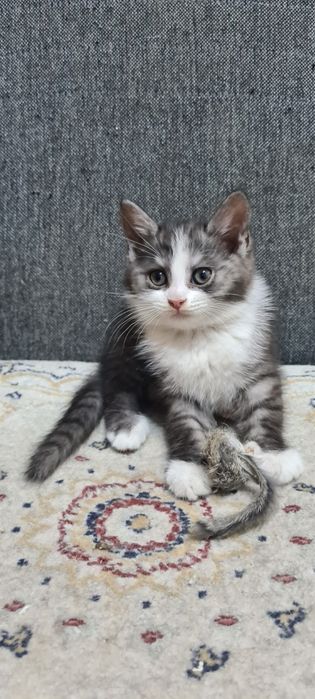 Отдам красивую кошечку