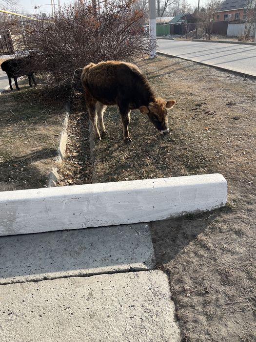 3 Бұзау сатылады