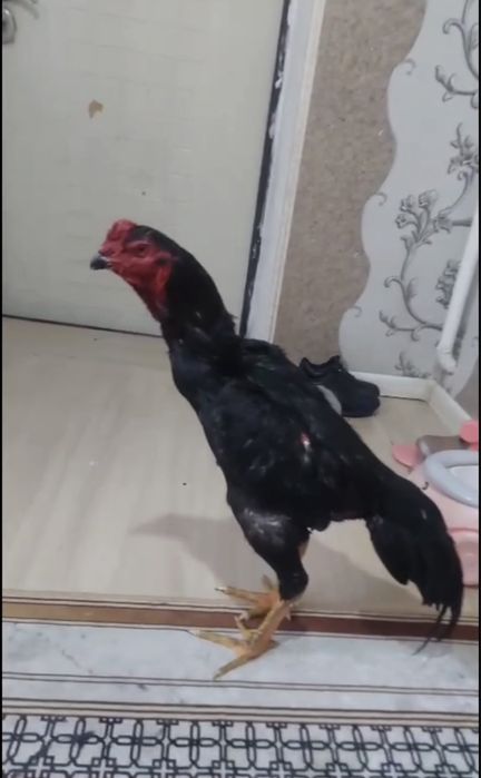 Дакан қораз апрельский қораз сатлады