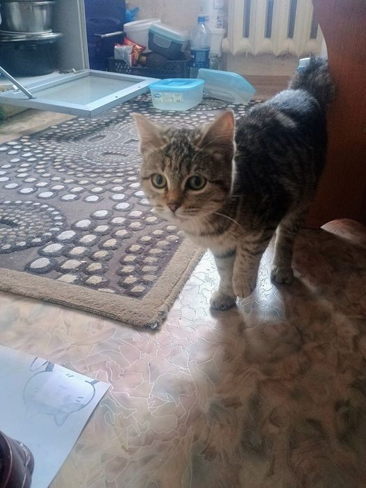 Отдам в добрые руки котенка