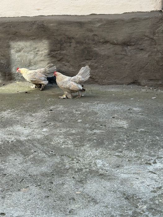 Vând găini din rasa mii de flori