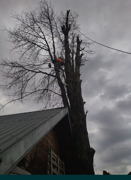 Tăiat toaletat copaci pomi