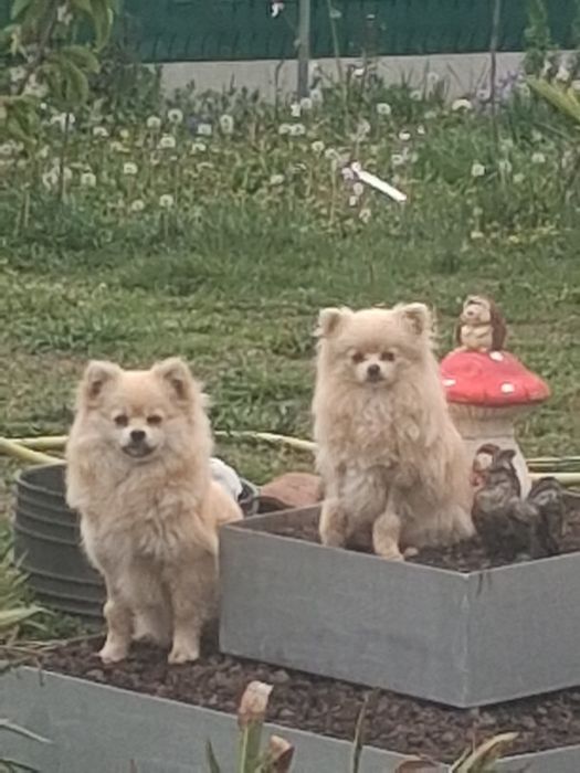 Продавам кученца шпиц