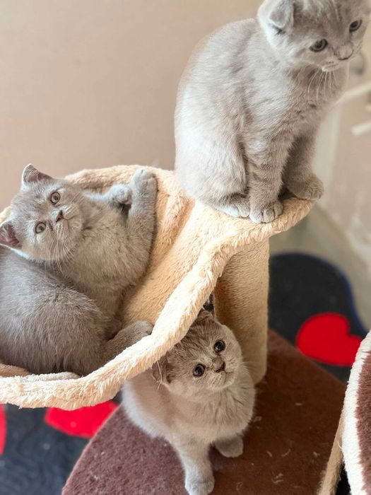 British Scottish Fold