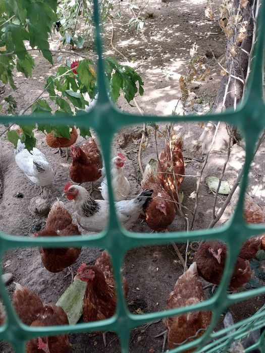 Продаются куры Адлер и Ломан браун
