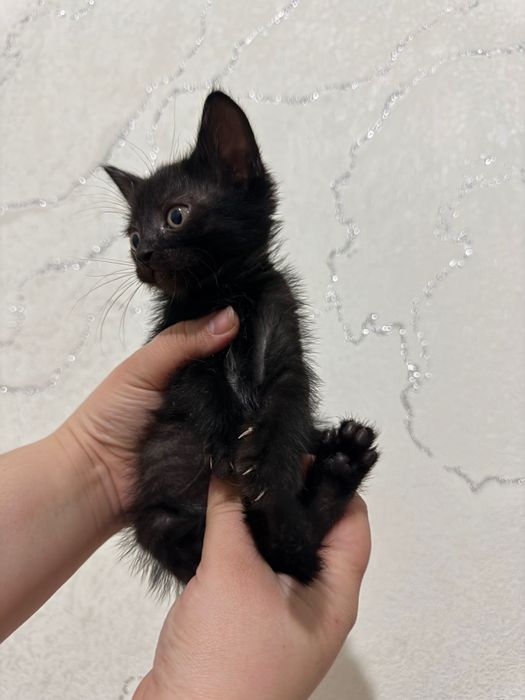 Отдаю котят в добрую руки