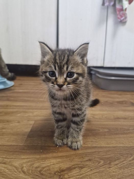 Отдам котят в хорошие руки!