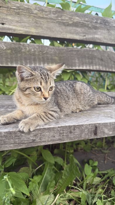 Котенок в добрые руки ( девочка )