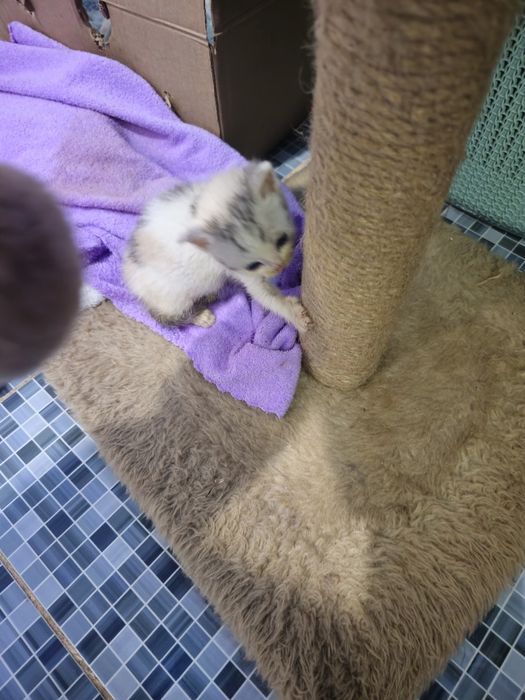 Отдам котят в добрые руки.