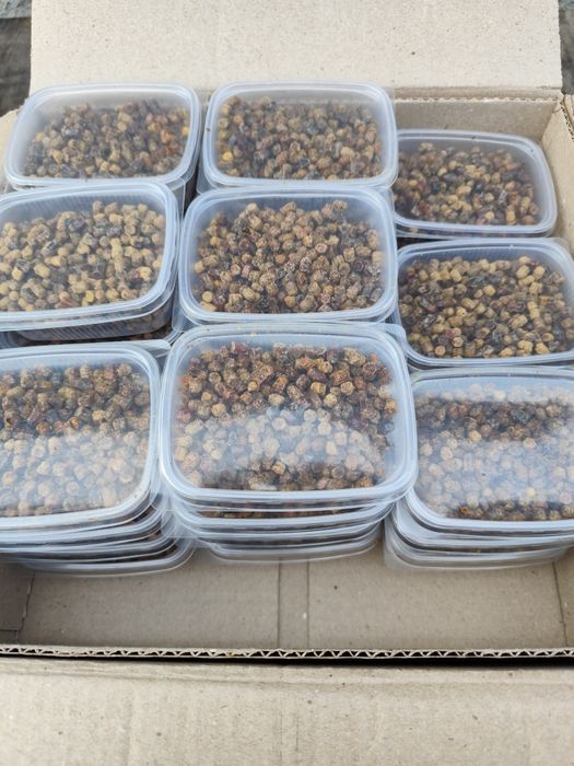 Продам пергу пчелиную, прополис