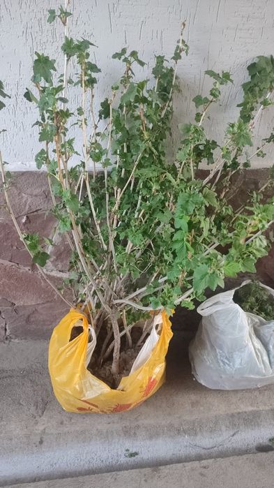 Смородина чёрная красная