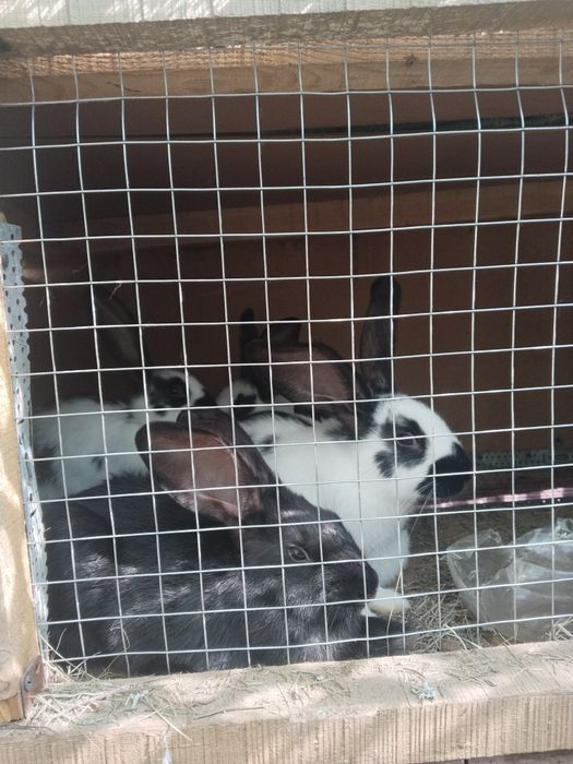 Клетки для кроликов