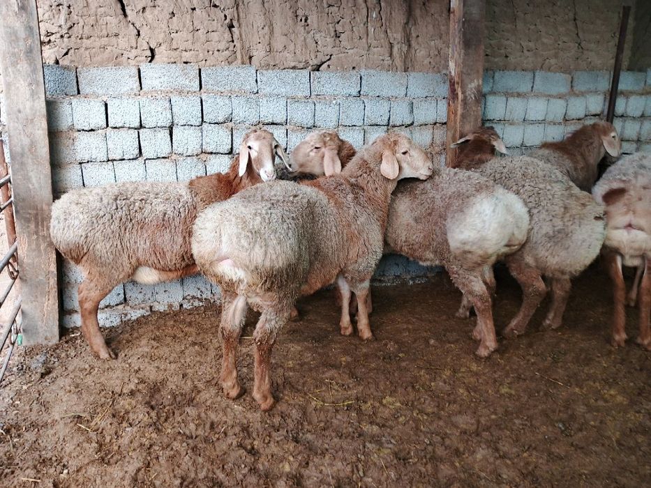 Qirgʻiz qoʻchqor sotiladi  киргиз кучкор сотилади