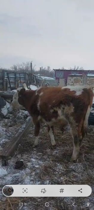 Продам  двух бычков