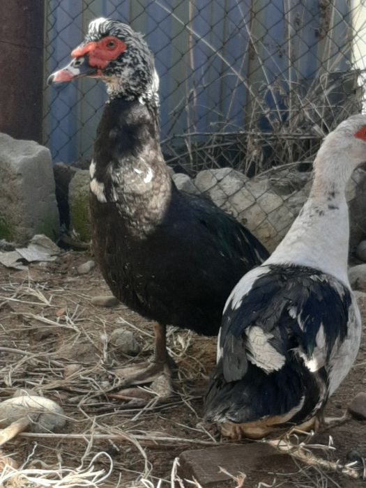 Еркек Үйрек Селезень Индаутка