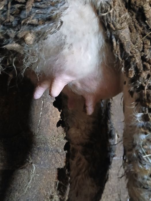 Vând vaca fătata de o luna