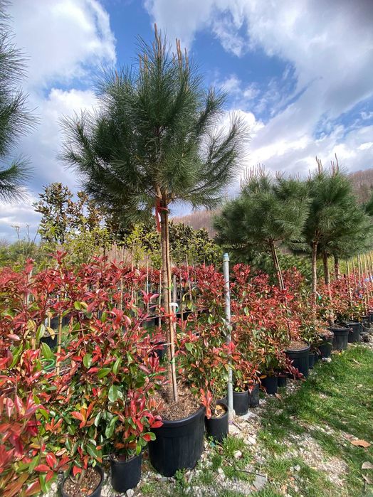Plante Ornamentale pentru Spatii Verzi