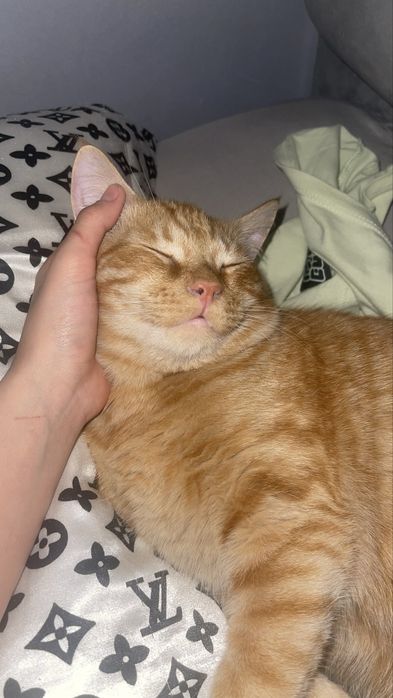 отдам кота в хорошие руки!!