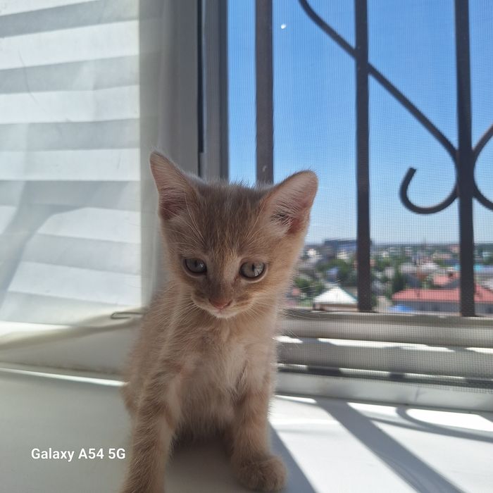 Котятки милые,игривые красивые