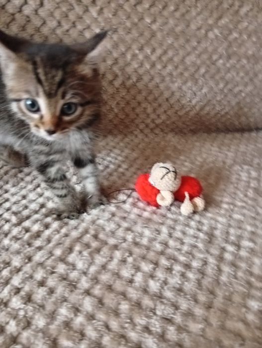 Отдам  котёнка девочка