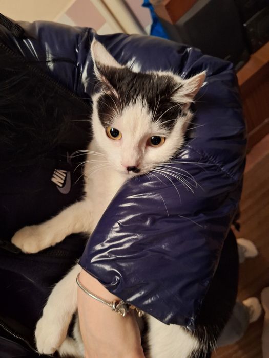 Donez pisica de casa