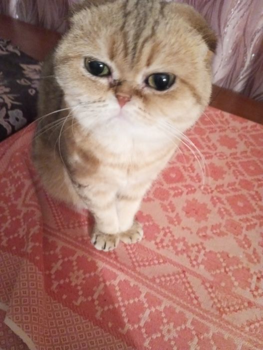 Кошка вислаушка стерельная