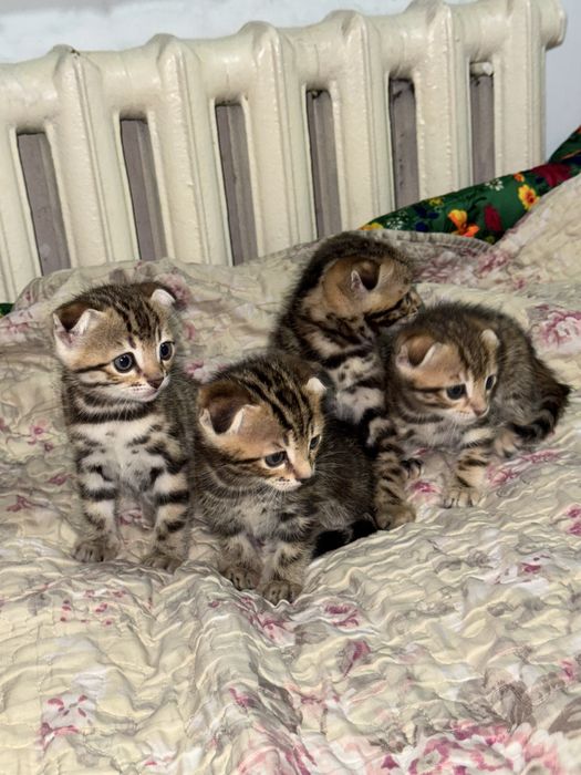 Бенгальская кошка