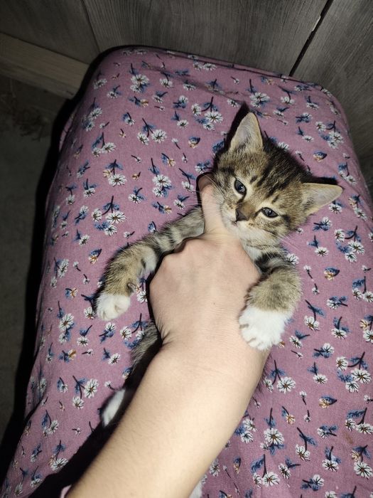 Отдам котят,в добрые руки