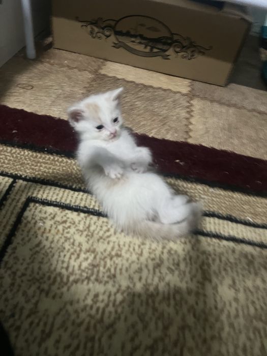 Котята 1 месяц