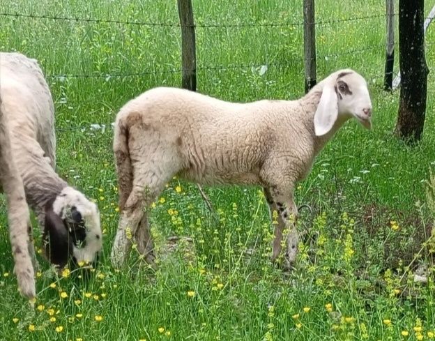 Oi și mieluță carabase/bergamasca