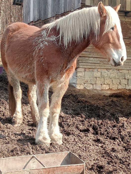 Vând Mânza de 3 ani!! S-au schimb cu oii