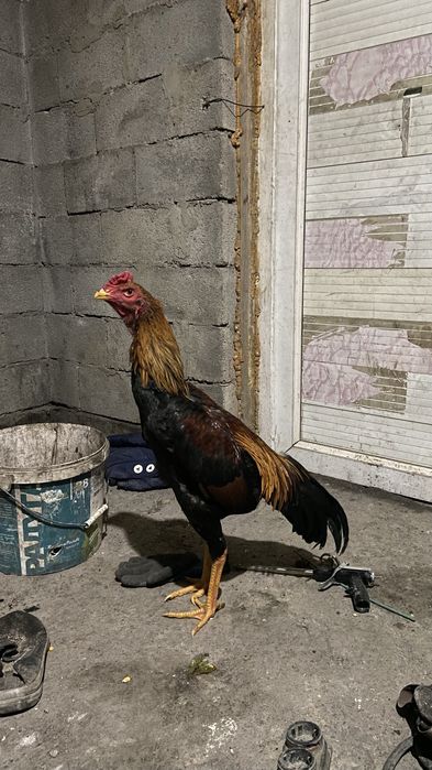 Дакан қораз сатылады