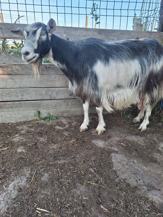 Vând capre bune  de lapte are 2 ani si 4 ani