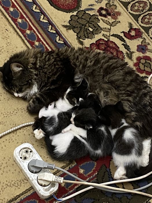 Мысықьың балалары котенки