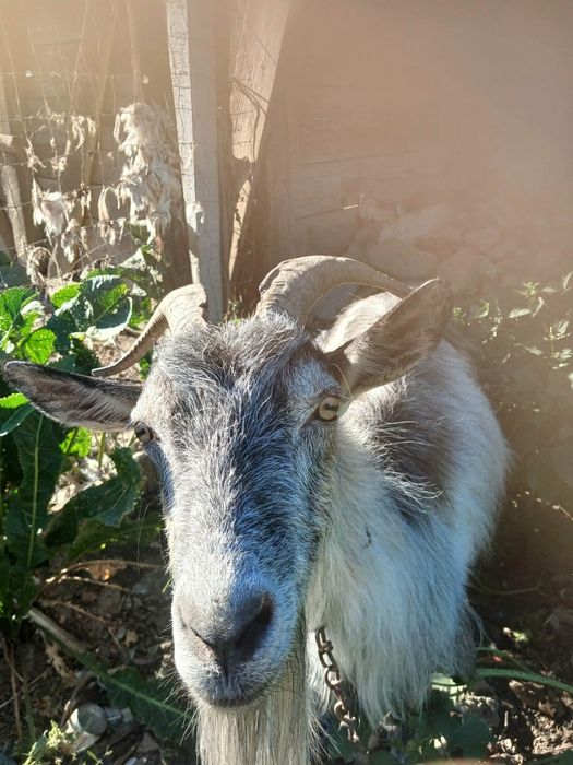 Vănd capre,găste,rate
