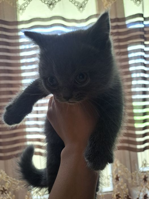 Котята Скотиш Страйт