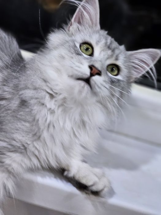 Продажа котят породы май-кун.