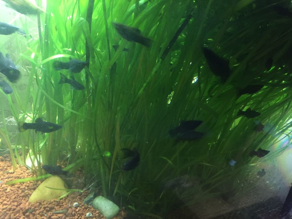 Vand pești, molly si plante de acvariu
