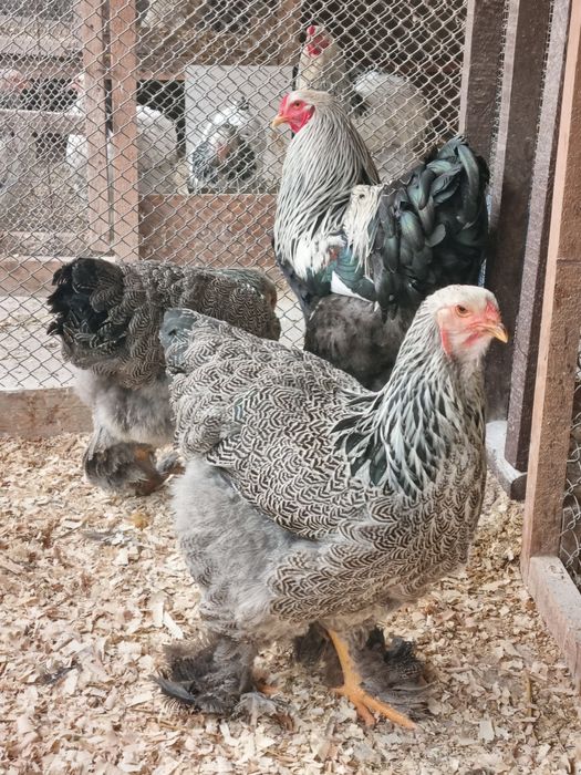 Vănd pui de găină din rasa Brahma 4 varietăți și Wyandotte