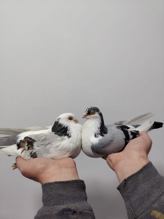 30  de lei bucata albi