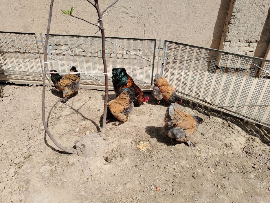 Brama Tuxumlari Sotuvda Zakasga Xam Yegib Beraman