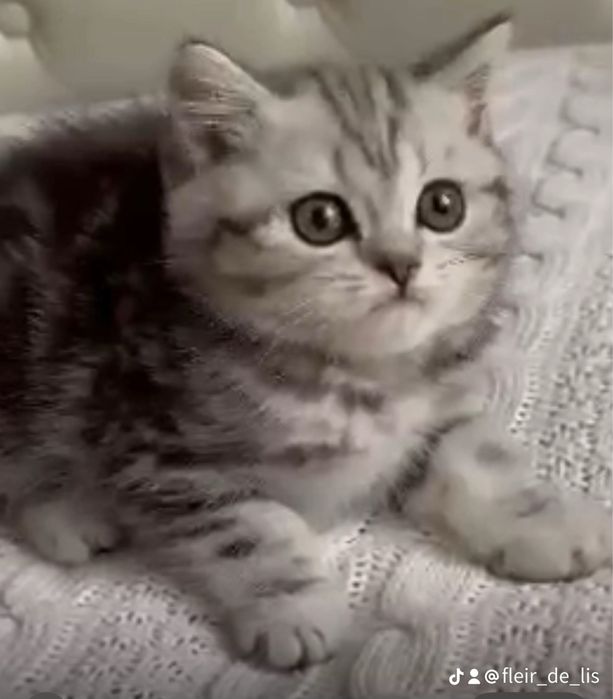 Шотландские котята Шоу класса