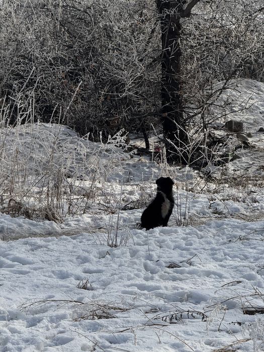 Помогите пристоит щенков отдается бесплатно