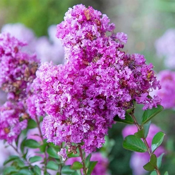 Liliac Indian (Flori Mov )