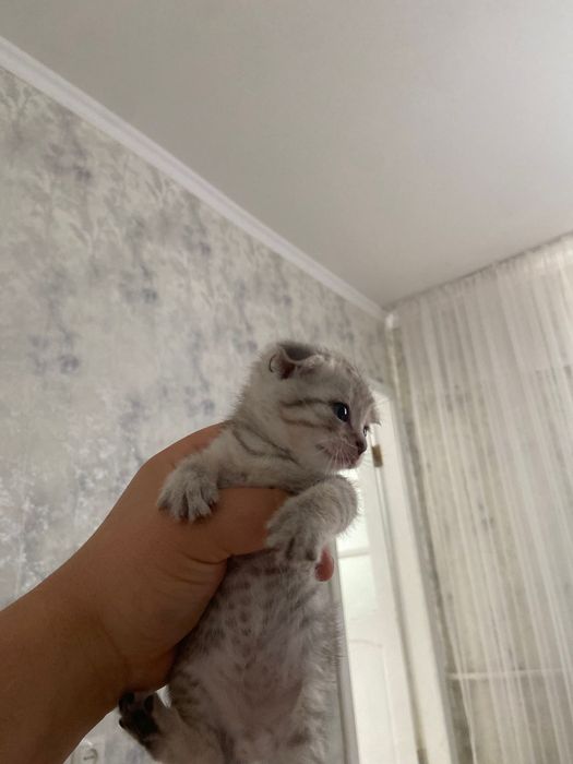 Шотландские кошки